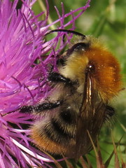 Bombus