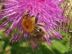 Bombus