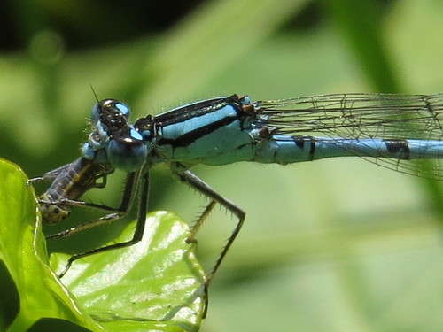 Common Blue Damselfly photo 4