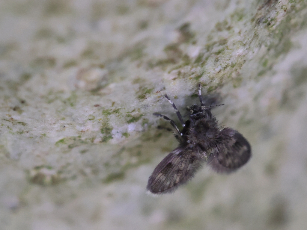 Ulomyia fuliginosa