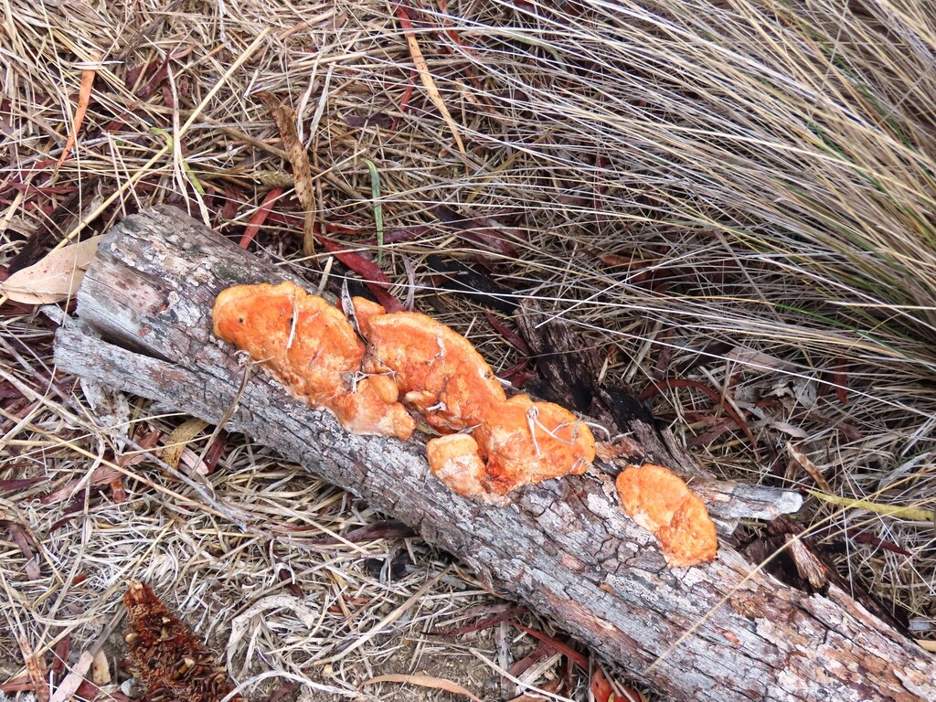 Trametes coccinea · April 2025 · photo: © cygnet (iNaturalist, cc-by)