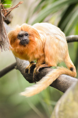 Leontopithecus rosalia