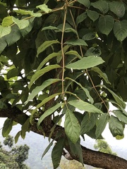 Spathodea campanulata