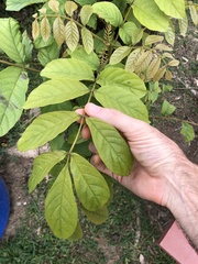 Spathodea campanulata