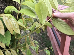 Spathodea campanulata