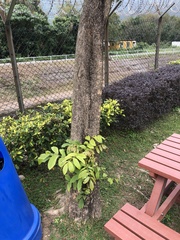 Spathodea campanulata