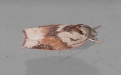 Euchaetis crypsichroa