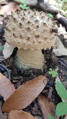Amanita pelioma