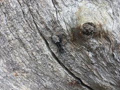 Ocrisiona leucocomis