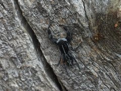 Ocrisiona leucocomis