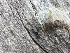 Ocrisiona leucocomis