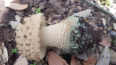 Amanita pelioma