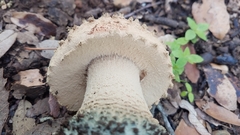 Amanita pelioma