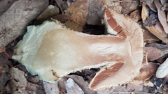 Amanita pelioma