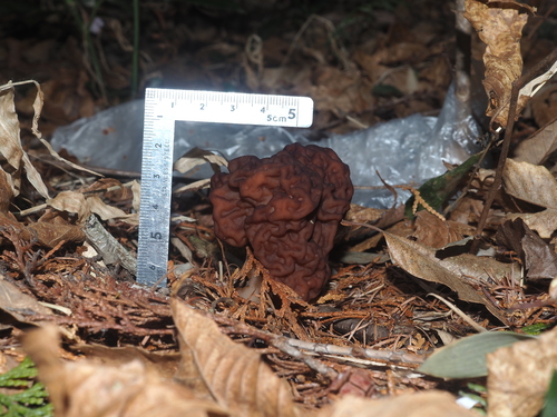 Gyromitra esculenta