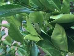 Biprorulus bibax