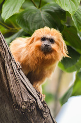 Leontopithecus rosalia