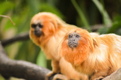 Leontopithecus rosalia
