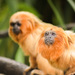 Golden Lion Tamarin - Photo (c) Giverny, some rights reserved (CC BY-NC)