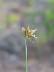 Bulbostylis barbata