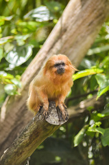 Leontopithecus rosalia