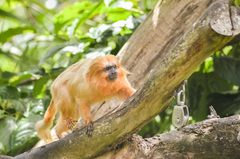 Leontopithecus rosalia