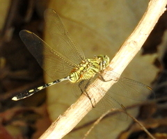Orthetrum serapia