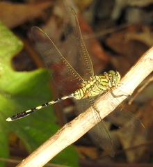 Orthetrum serapia