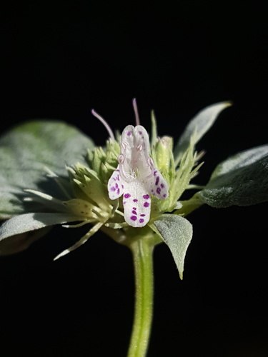 Florida mountainmint (Pycnanthemum floridanum)