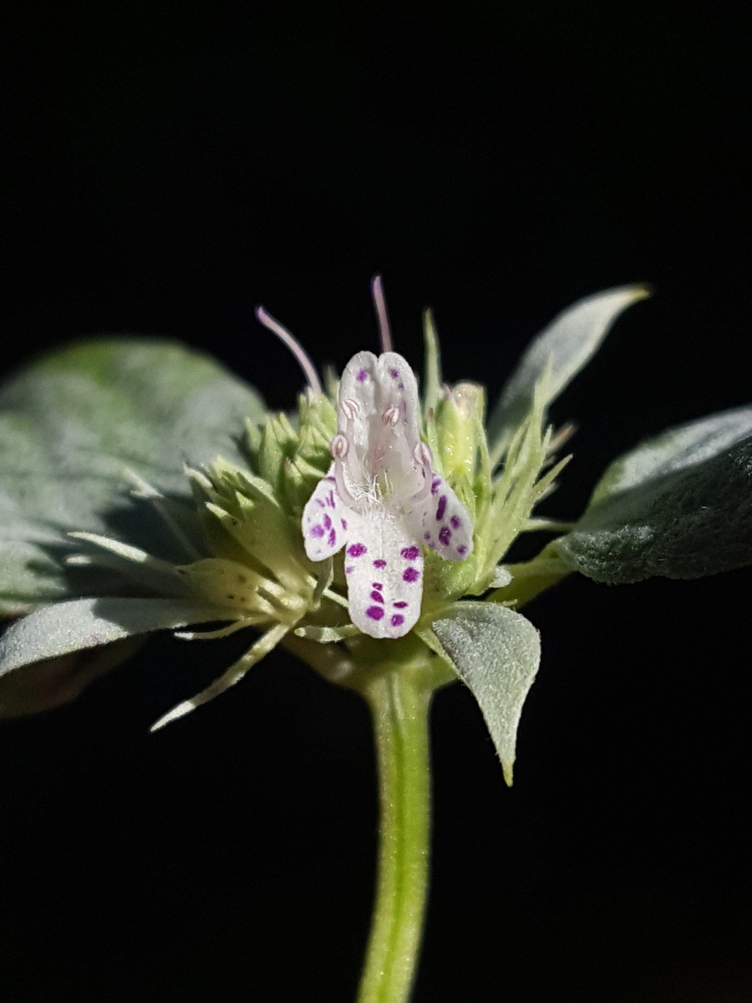 Pycnanthemum floridanum