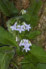 Streptocarpus cyaneus