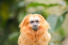 Leontopithecus rosalia