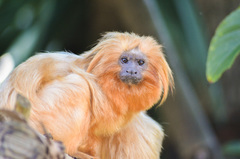 Leontopithecus rosalia