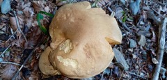 Butyriboletus appendiculatus