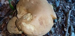 Butyriboletus appendiculatus