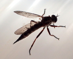 Neomochtherus willistoni