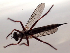 Neomochtherus willistoni