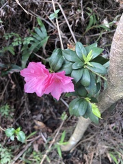 Rhododendron pulchrum phoeniceum