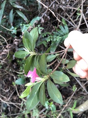 Rhododendron pulchrum phoeniceum