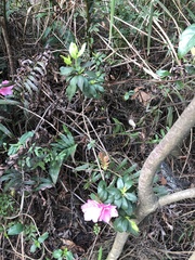 Rhododendron pulchrum phoeniceum