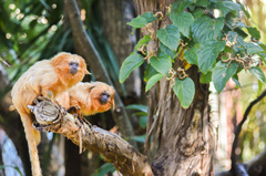 Leontopithecus rosalia