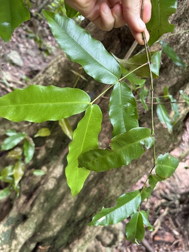 Syzygium hedraiophyllum, 2025-04-25