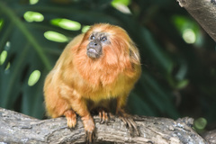 Leontopithecus rosalia