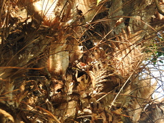 Drynaria quercifolia