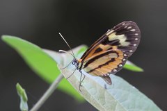Hypothyris euclea