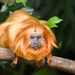 Golden Lion Tamarin - Photo (c) Giverny, some rights reserved (CC BY-NC), uploaded by Giverny