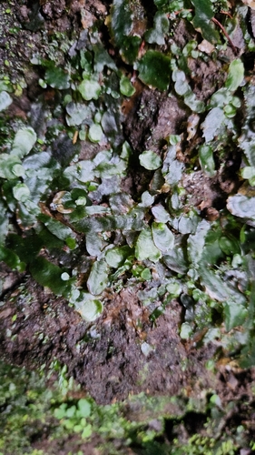 Dumortiera hirsuta observed 2025-04-24