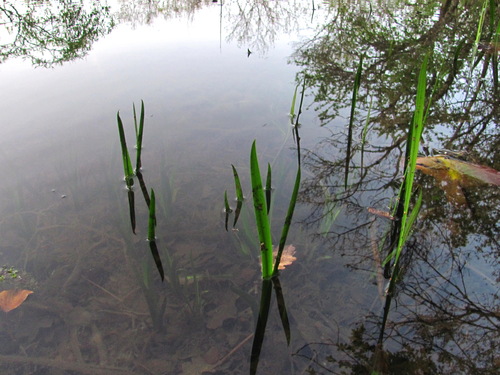 Acorus calamus iNat (3)