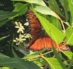 Danaus eresimus montezuma