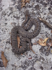 Crotalus morulus